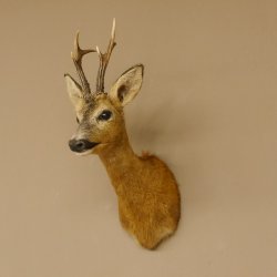 Reebokkop preparaat Nieuw Hoogte 58 cm Gewei Reebokkop preparaat 85.11.90