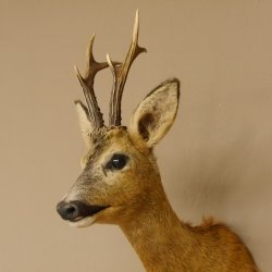 Reebokkop preparaat Nieuw Hoogte 58 cm Gewei Reebokkop preparaat 85.11.90