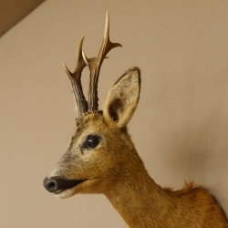 Reebokkop preparaat Nieuw Hoogte 58 cm Gewei Reebokkop preparaat 85.11.90