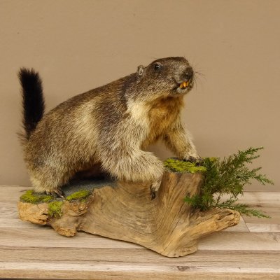 Murmeltier Präparat Höhe 37 cm auf Holzstamm Trophäe Murmel 89.12.67