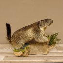 Murmeltier Präparat Höhe 37 cm auf Holzstamm Trophäe Murmel 89.12.67