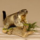 Murmeltier Präparat Höhe 37 cm auf Holzstamm Trophäe Murmel 89.12.67