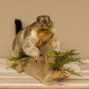 Murmeltier Präparat Höhe 37 cm auf Holzstamm Trophäe Murmel 89.12.67