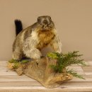 Murmeltier Präparat Höhe 37 cm auf Holzstamm Trophäe Murmel 89.12.67
