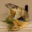 Murmeltier Präparat Höhe 37 cm auf Holzstamm Trophäe Murmel 89.12.67