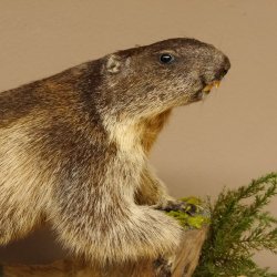 Murmeltier Präparat Höhe 37 cm auf Holzstamm Trophäe Murmel 89.12.67