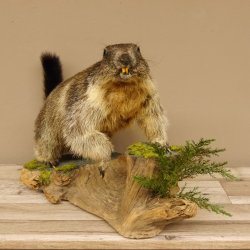 Murmeltier Präparat Höhe 37 cm auf Holzstamm Trophäe Murmel 89.12.67