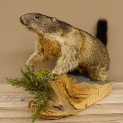 Murmeltier Präparat Höhe 37 cm auf Holzstamm Trophäe Murmel 89.12.67
