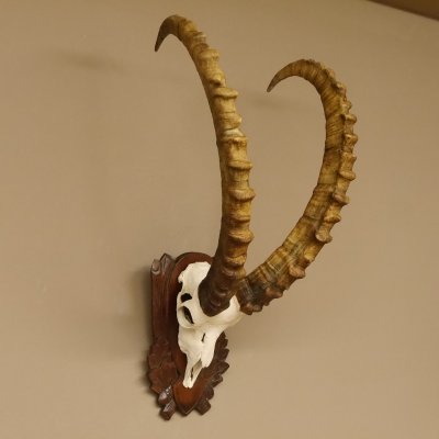 Steinbock Schädeltrophäe Schädel Trophäe auf geschnitztem Trophäenschild HL 86 cm