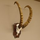Steinbock Schädeltrophäe Schädel Trophäe auf geschnitztem Trophäenschild HL 86 cm