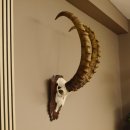 Steinbock Schädeltrophäe Schädel Trophäe auf geschnitztem Trophäenschild HL 86 cm