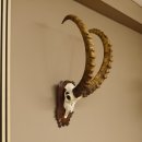 Steinbock Schädeltrophäe Schädel Trophäe auf geschnitztem Trophäenschild HL 86 cm