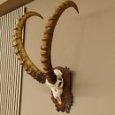 Steinbock Schädeltrophäe Schädel Trophäe auf geschnitztem Trophäenschild HL 86 cm