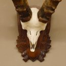 Steinbock Schädeltrophäe Schädel Trophäe auf geschnitztem Trophäenschild HL 86 cm