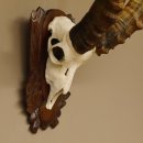 Steinbock Schädeltrophäe Schädel Trophäe auf geschnitztem Trophäenschild HL 86 cm