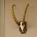 Steinbock Schädeltrophäe Schädel Trophäe auf geschnitztem Trophäenschild HL 86 cm