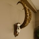 Steinbock Schädeltrophäe Schädel Trophäe auf geschnitztem Trophäenschild HL 86 cm