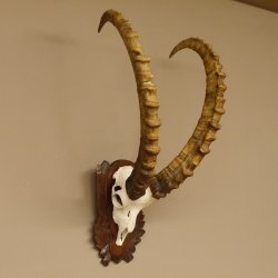 Steinbock Schädeltrophäe Schädel Trophäe auf geschnitztem Trophäenschild HL 86 cm