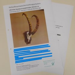 Steinbock Schädeltrophäe Schädel Trophäe auf geschnitztem Trophäenschild HL 86 cm