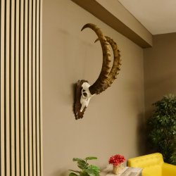 Steinbock Schädeltrophäe Schädel Trophäe auf geschnitztem Trophäenschild HL 86 cm