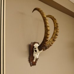 Steinbock Schädeltrophäe Schädel Trophäe auf geschnitztem Trophäenschild HL 86 cm