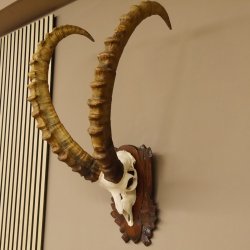 Steinbock Schädeltrophäe Schädel Trophäe auf geschnitztem Trophäenschild HL 86 cm