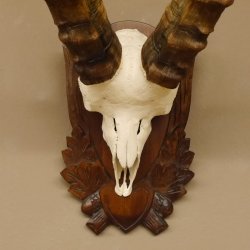 Steinbock Schädeltrophäe Schädel Trophäe auf geschnitztem Trophäenschild HL 86 cm