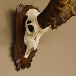 Steinbock Schädeltrophäe Schädel Trophäe auf geschnitztem Trophäenschild HL 86 cm