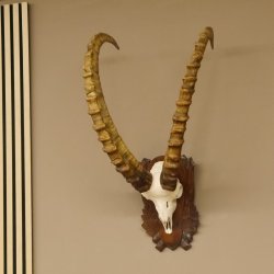 Steinbock Schädeltrophäe Schädel Trophäe auf geschnitztem Trophäenschild HL 86 cm