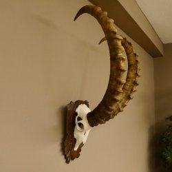 Steinbock Schädeltrophäe Schädel Trophäe auf geschnitztem Trophäenschild HL 86 cm