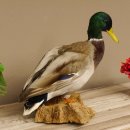 Stockente Erpel (Anas platyrhynchos) Präparat Ente Trophäe Deko mit Genehmigung zum Verkauf