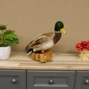 Stockente Erpel (Anas platyrhynchos) Präparat Ente Trophäe Deko mit Genehmigung zum Verkauf