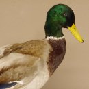 Stockente Erpel (Anas platyrhynchos) Präparat Ente Trophäe Deko mit Genehmigung zum Verkauf