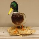 Stockente Erpel (Anas platyrhynchos) Präparat Ente Trophäe Deko mit Genehmigung zum Verkauf