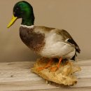 Stockente Erpel (Anas platyrhynchos) Präparat Ente Trophäe Deko mit Genehmigung zum Verkauf