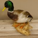 Stockente Erpel (Anas platyrhynchos) Präparat Ente Trophäe Deko mit Genehmigung zum Verkauf