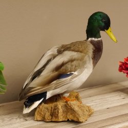 Stockente Erpel (Anas platyrhynchos) Präparat Ente Trophäe Deko mit Genehmigung zum Verkauf
