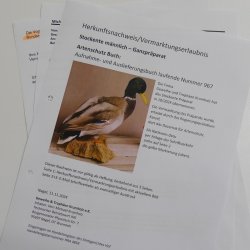 Stockente Erpel (Anas platyrhynchos) Präparat Ente Trophäe Deko mit Genehmigung zum Verkauf