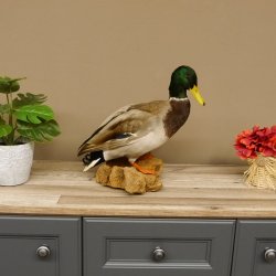 Stockente Erpel (Anas platyrhynchos) Präparat Ente Trophäe Deko mit Genehmigung zum Verkauf