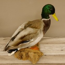 Stockente Erpel (Anas platyrhynchos) Präparat Ente Trophäe Deko mit Genehmigung zum Verkauf