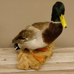 Stockente Erpel (Anas platyrhynchos) Präparat Ente Trophäe Deko mit Genehmigung zum Verkauf