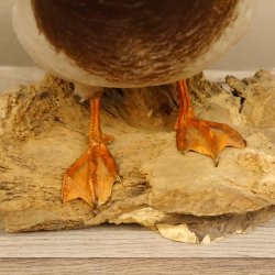 Stockente Erpel (Anas platyrhynchos) Präparat Ente Trophäe Deko mit Genehmigung zum Verkauf