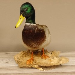 Stockente Erpel (Anas platyrhynchos) Präparat Ente Trophäe Deko mit Genehmigung zum Verkauf