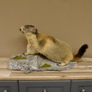 Murmeltier Präparat Breite 70 cm auf Dekostein Trophäe Murmel 89.12.66