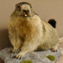 Murmeltier Präparat Breite 70 cm auf Dekostein Trophäe Murmel 89.12.66