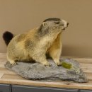 Murmeltier Präparat Breite 70 cm auf Dekostein Trophäe Murmel 89.12.66