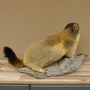 Murmeltier Präparat Breite 70 cm auf Dekostein Trophäe Murmel 89.12.66