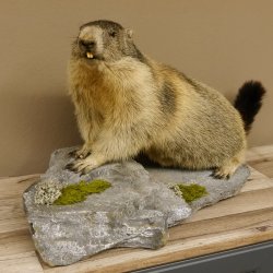 Murmeltier Präparat Breite 70 cm auf Dekostein Trophäe Murmel 89.12.66