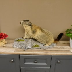 Murmeltier Präparat Breite 70 cm auf Dekostein Trophäe Murmel 89.12.66