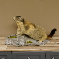 Murmeltier Präparat Breite 70 cm auf Dekostein Trophäe Murmel 89.12.66